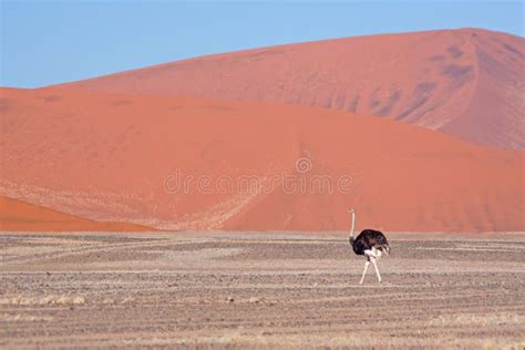 Red dunes of sossusvlei stock image. Image of namibia - 12936069