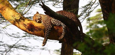 SAROVA LION HILL | Africa Safari | Kenya Safari Lodge: Lake Nakuru National Park