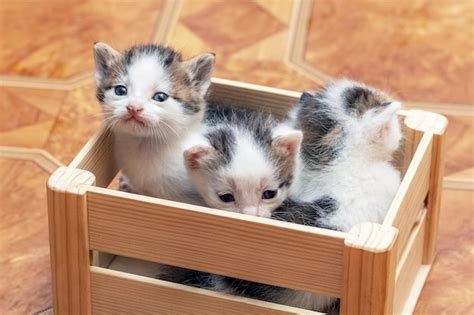 Premium Photo | Little cute kittens in a wooden box are trying to get out of the box