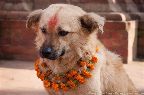 Kukur Tihar (Kukur Puja): the Nepalese Festival that Celebrates Dogs