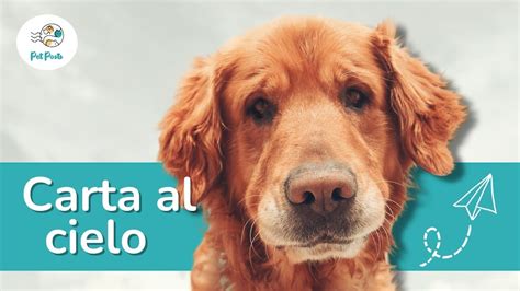 5 Cartas a un Perro Fallecido que te Harán LLORAR - YouTube