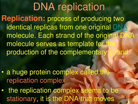 PPT - DNA Replication PowerPoint Presentation, free download - ID:1250636