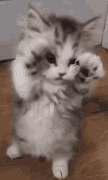 Cute Kitten GIFs | Tenor