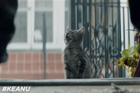 Key And Peele Cat GIF by Keanu Movie - Find & Share on GIPHY