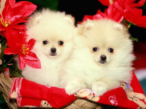 Cute White Puppies Wallpapers - Top Những Hình Ảnh Đẹp