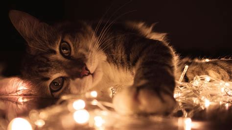 Gray Tabby Cat Lying on White String Lights · Free Stock Photo