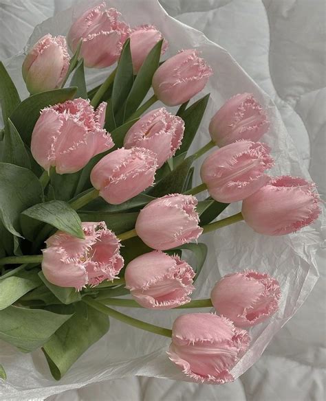 Collection 97+ Pictures Pictures Of Pink Tulips Superb