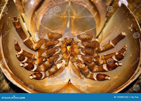 The Ancient Limulus Limulus Was Photographed in Dalian, Liaoning ...