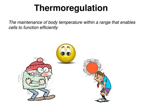 PPT - Thermoregulation PowerPoint Presentation, free download - ID:836168