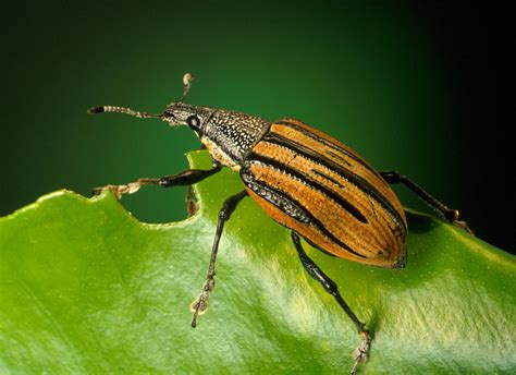 Black and Brown Insect on Green Leaf · Free Stock Photo