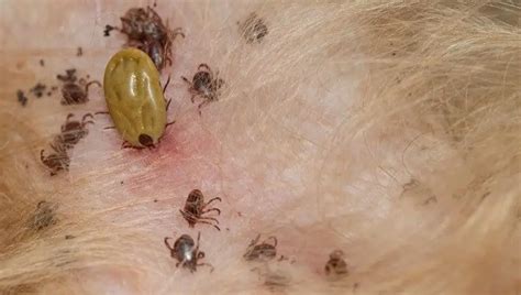 Seed Ticks on Dogs - How Do You Get Rid of Them? - Petculiars