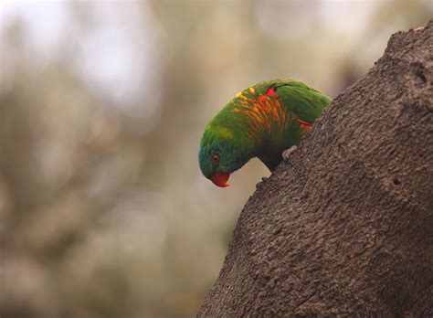 Scaly-breasted Lorikeet: a wild hybrid — The Grip