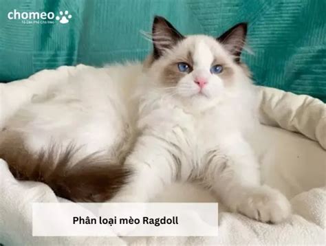 Mèo Ragdoll mắt xanh | hoa hậu thân thiện trong giới mèo