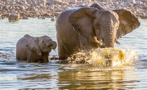 Elephant playing in the water: Photo by Photographer Jacques de Klerk ...