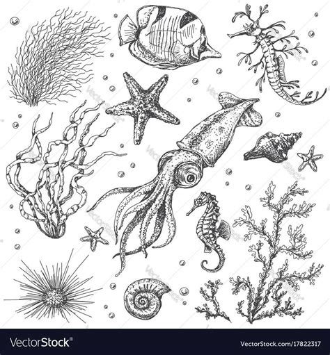 Pin by Bianca Schmargon on Animals | Sea creatures art, Underwater plants, Animal sketches