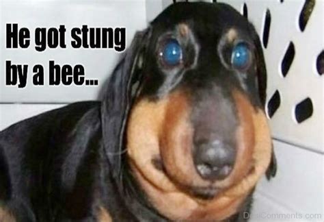 55 Crazy Dog Memes - Funny Pictures – DesiComments.com