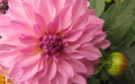 Download Pink Flower Close-up Flower Nature Dahlia HD Wallpaper