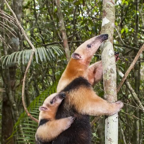 Southern Tamandua (Tamandua tetradactyla) | about animals