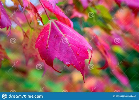Fall Colors in the Canadian Forest Stock Photo - Image of colors, colorful: 231331296