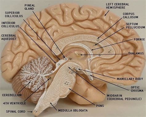 fornix in the brain