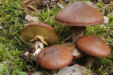 Suillus luteus: The Ultimate Mushroom Guide