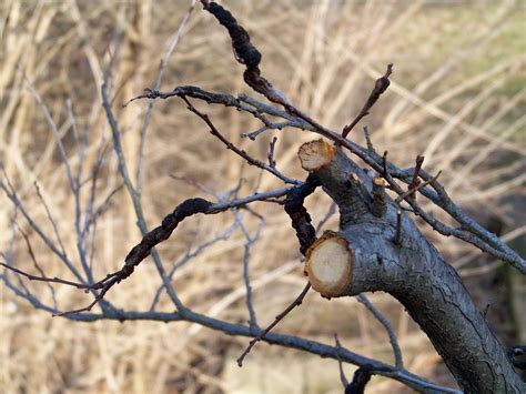 Beware of Black Knot Disease on Cherry, Chokecherry, and Plum Trees ...