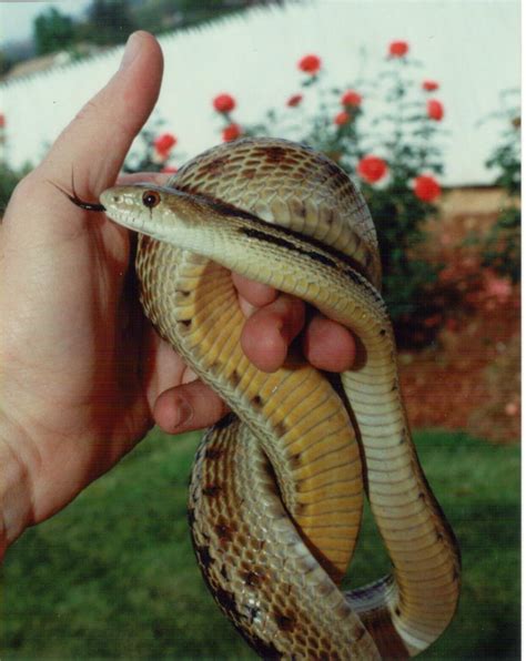 Cannundrums: San Diego Gopher Snake