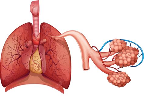 Respiratory System Trachea Illustration Anatomy Vector, Trachea, Illustration, Anatomy PNG and ...