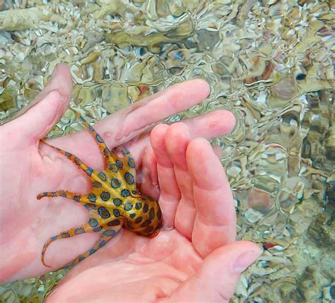 Blue Ringed Octopus : pics