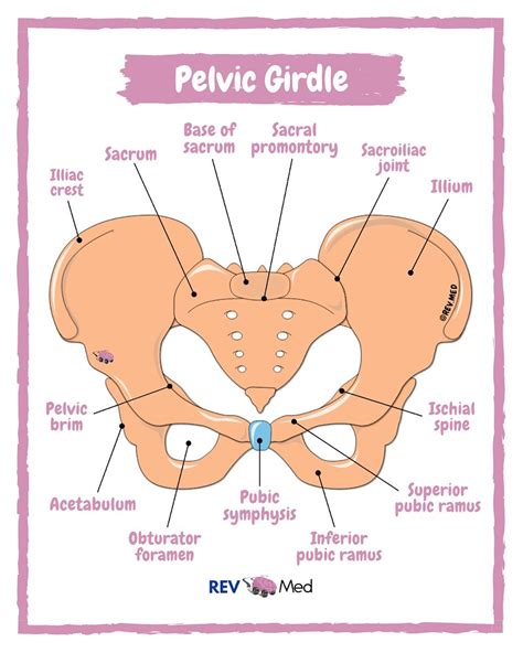 Pelvic Girdle