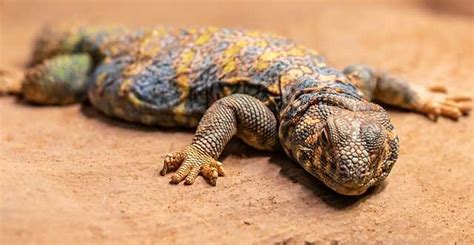 Saharan Uromastyx: Care, Diet, and Habitat - Vital Frog