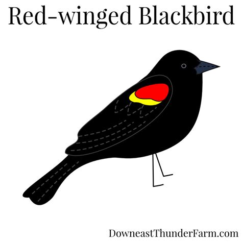 Red-winged Blackbird Kit | Downeast Thunder Farm