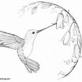 Realistic Hummingbird Coloirng Pages  Free Printable Coloring sketch template
