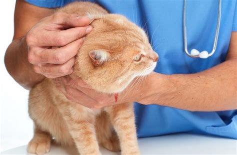 The 11 Common Ear Problems in Cats (Signs and Types)