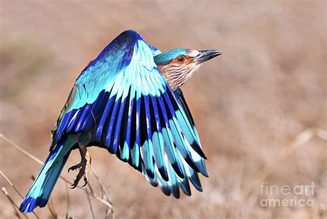 Indian Roller Photograph by Dr P. Marazzi/science Photo Library | Fine ...