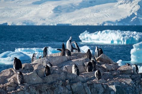 Antarctica | Antarctic Peninsula, 2019 | Daniel Enchev | Flickr