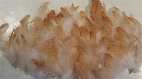 Fluffy Feathers