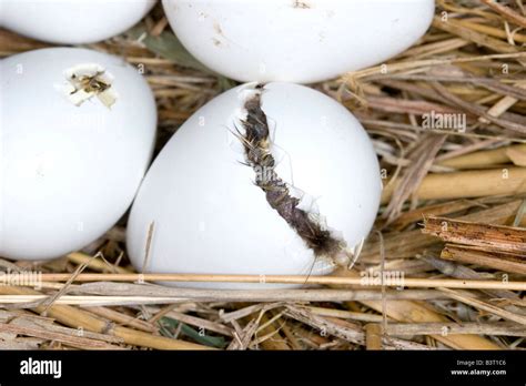 Northern Bobwhite eggs hatching Colinus virginianus Stock Photo - Alamy