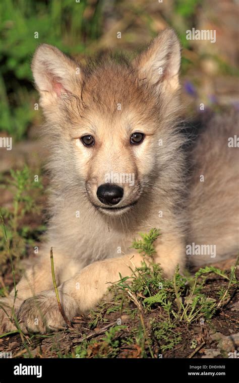 Wolf (Canis lupus), pup, eight weeks old, captive, Kalispell, Montana, United States Stock Photo ...