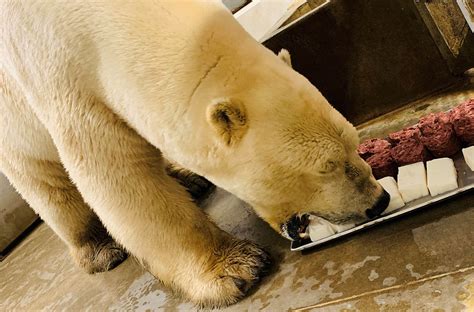 High protein diets could harm polar bears, shorten lifespans – WSU Insider