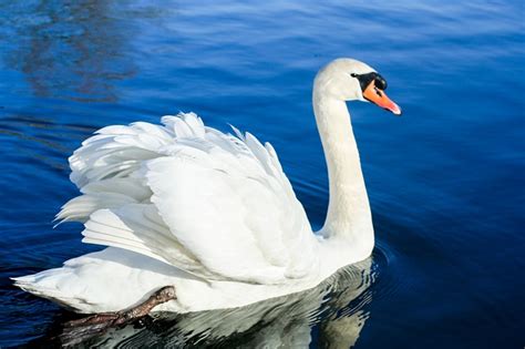 Amazing Swan Facts For Kids 2023 (Habitat, Diet & More)