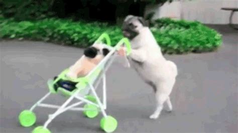 Awesom Dog GIFs - Barnorama