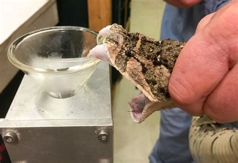 Venom Extraction - Kentucky Reptile Zoo