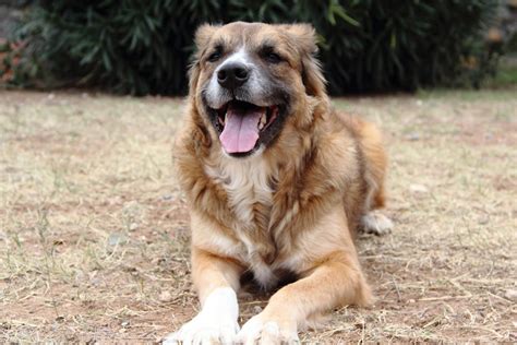 Free stock photo of dog, Happy dog, Mutt