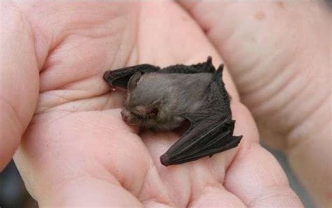 Bumblebee Bat - This tiny creatures competes with the Etruscan pygmy shrew for the designation ...