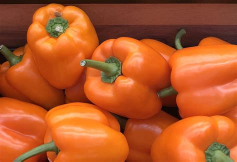 Orange Bell Pepper (50+ Seeds) - Florida Seed & Garden