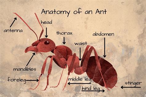 Anatomy of an Ant, Montessori, Waldorf, Science, STEM, Common Core, Homeschool - Etsy | Ants ...