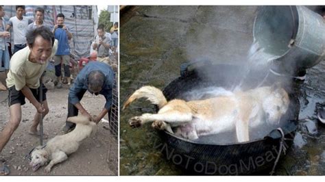 Chinese dog eating festival starts in 7 DAYS! Please take action now ...