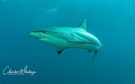 Caribbean Blacktip Reef Shark | Cay Sal Banks, Bahamas | Charles ...