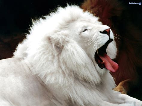 big cats - The Animal Kingdom Wallpaper (248471) - Fanpop